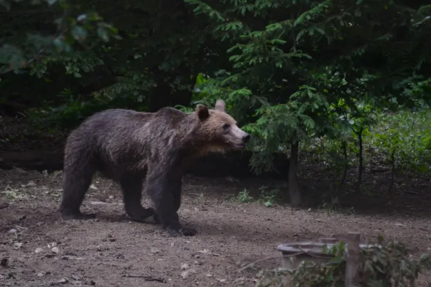 114 alerte de urs prin numărul 112 în municipiul Braşov. În 75 de situaţii, animalele au dispărut înainte să ajungă echipele de intervenţie