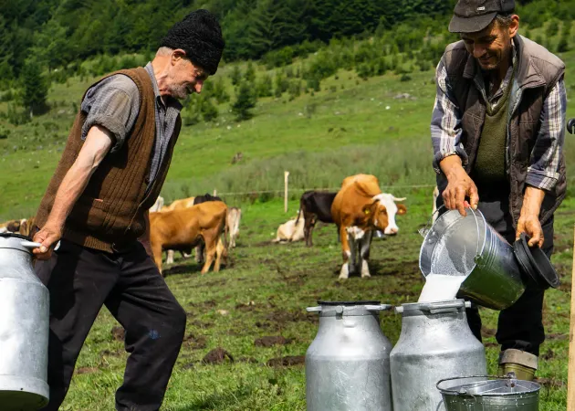 „Măsurarea laptelui” la Şirnea