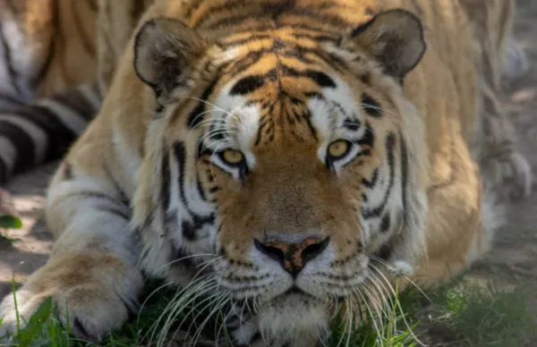 Ziua Internaţională a Tigrului, la Zoo Braşov, cu jocuri, ateliere şi concursuri