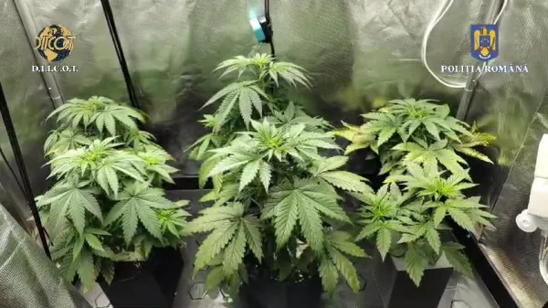 Cultiva cannabis în apartament