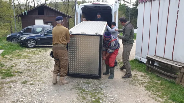 „Capcană” pentru urs, la Râşnov
