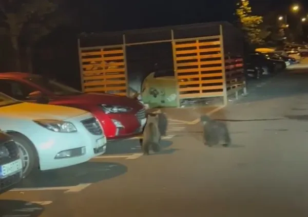 Urşii au dat bătăi de cap Braşovului în luna iunie  