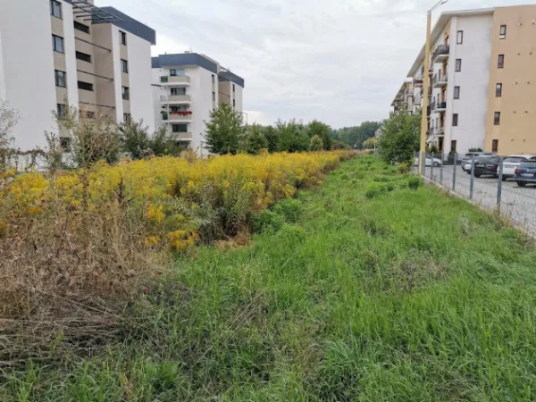 Nu e răceală, e „Ambrozia”. Planta este în plin proces de înflorire, zeci de pacienţi pe la uşile medicilor din Braşov: ochi roşii,nas roşu, strănut, „cel mai trist e când se umflă şi limba”