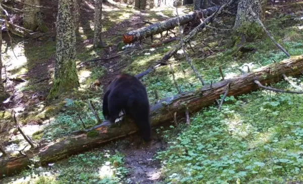 „Cursa cu obstacole” din Piatra Craiului