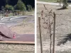 De-o zi, de nicio vară: Parcul de La Iepure a început să se usuce