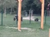 Cartierul Noua, invadat iar de urşi