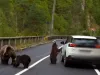 Se vând excursii „la urs”. 200 – 500 de lei, „vă garantăm că veţi vedea urşi bruni sălbatici”