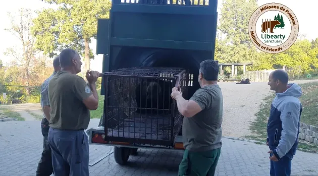 L-au luat de lângă ursoaica moartă