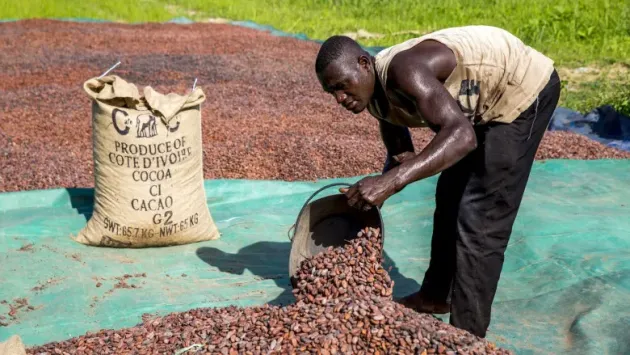 Ciocolata neagră organică şi obişnuită ar putea fi contaminată cu plumb şi cadmiu 