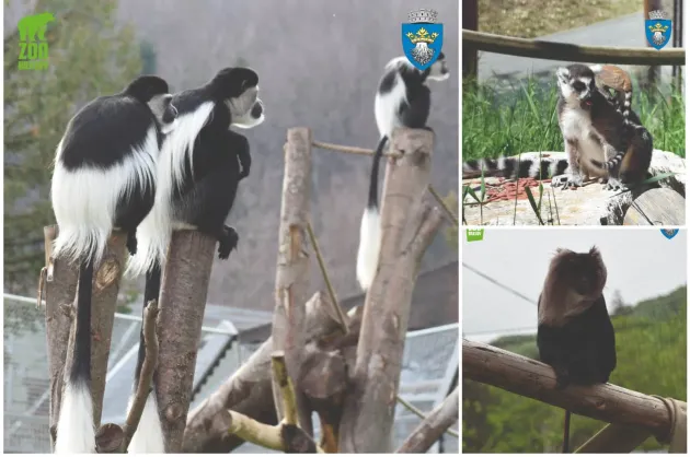 Ziua Primatelor, la Zoo Braşov: colobuşi, capucini, lemuri şi macaci