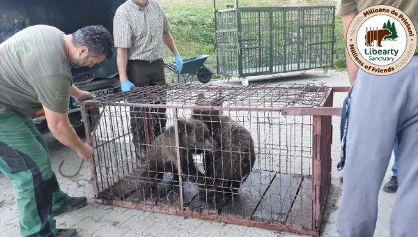 Cinci orfani aduşi la Zărneşti