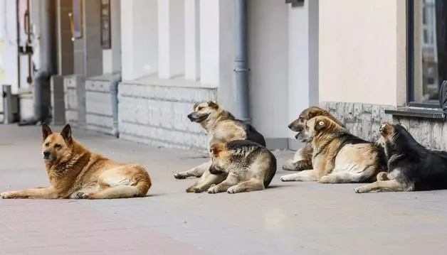 Proiect: Eutanasierea câinilor fără stăpân sănătoşi – interzisă