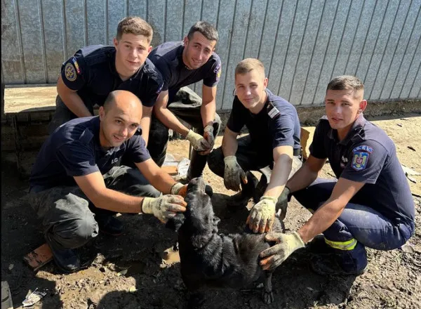 Un căţel a supravieţuit 5 zile sub dărâmături. A fost salvat de pompierii din Braşov