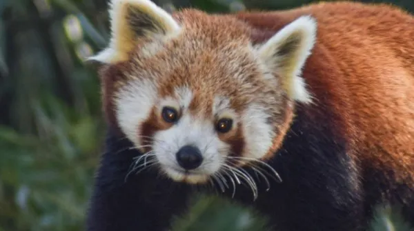 Sâmbătă, Ziua Panda Roşu, la Zoo Braşov