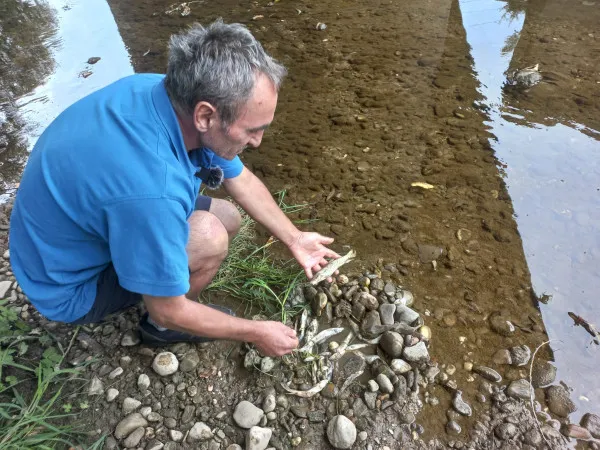 Peştii morţi în Timişu Sec şi revolta unui braşovean care a sunat după ajutor la 112