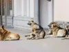 Proiect: Eutanasierea câinilor fără stăpân sănătoşi – interzisă