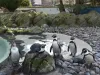 „Casa” pinguinilor e gata. Factura finală, peste 23 milioane de lei
