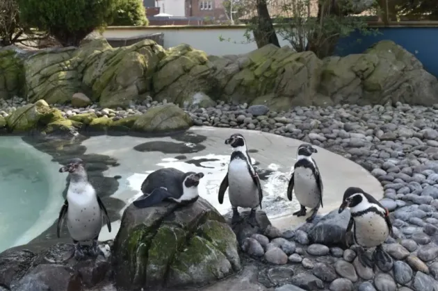 „Casa” pinguinilor e gata. Factura finală, peste 23 milioane de lei