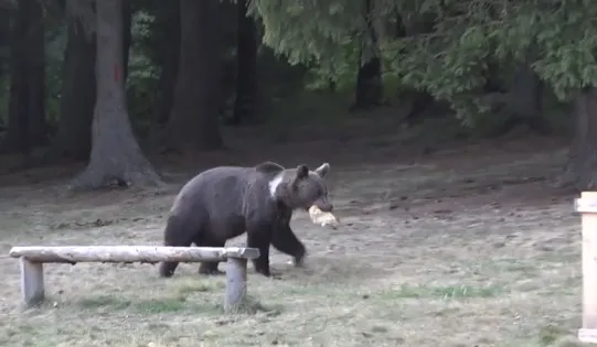 Un urs matinal prin Făgăraş 