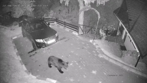 34 de urşi din judeţul Braşov, deja în bătaia puştii. Autorizaţiile sunt date