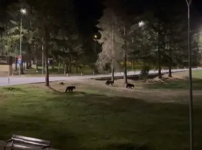 Singuri „acasă”: 3 pui de urs în Poiana Braşov 
