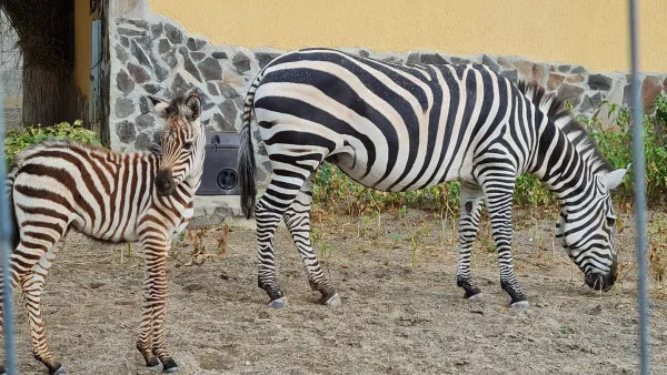 Mama - din Croaţia, tatăl - din Olanda, el cu „buletin de Braşov”. Pui de zebră născut la Zoo!