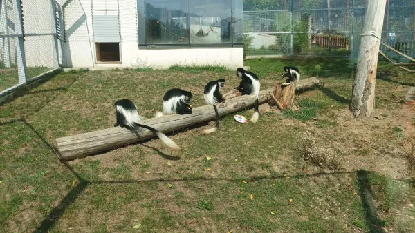 Maimuţele au făcut spectacol la Zoo