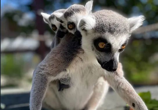 Urmează ziua celor 18 lemuri de la Braşov