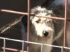 „Fetiţa” de la Pietrele lui Solomon şi-a găsit adăpost, caută casă