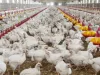 Ouă şi carne de pasăre din Ucraina, doar pe bază de licenţă 