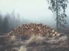 La Direcţia Silvică Braşov, 324 lei/mc. „Avem lemn de foc în cantităţi suficiente pentru toate zonele în care administrăm fond forestier”