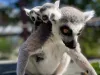 Urmează ziua celor 18 lemuri de la Braşov