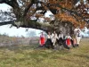 Ziua Stejarului la Mercheaşa: „Bătrânul Carpaţilor” poate fi văzut în acest an din balonul cu aer cald