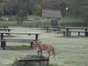 O vulpe curioasă 