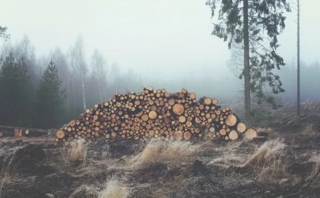 La Direcţia Silvică Braşov, 324 lei/mc. „Avem lemn de foc în cantităţi suficiente pentru toate zonele în care administrăm fond forestier”