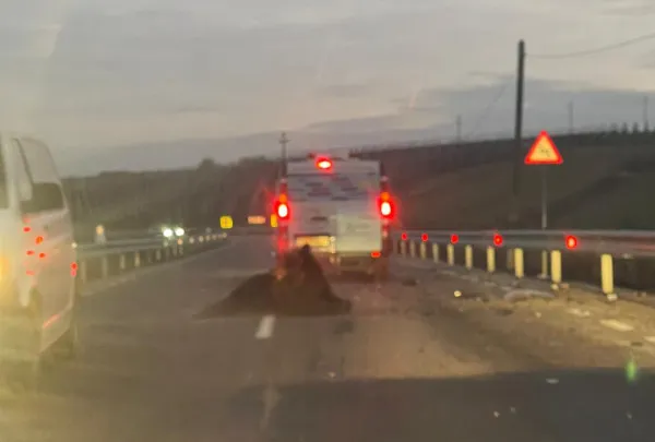 I-a sărit un urs în faţă