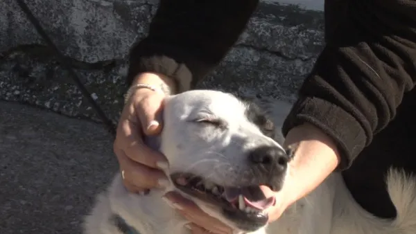 Viaţă de câine: azi, Pufy  
