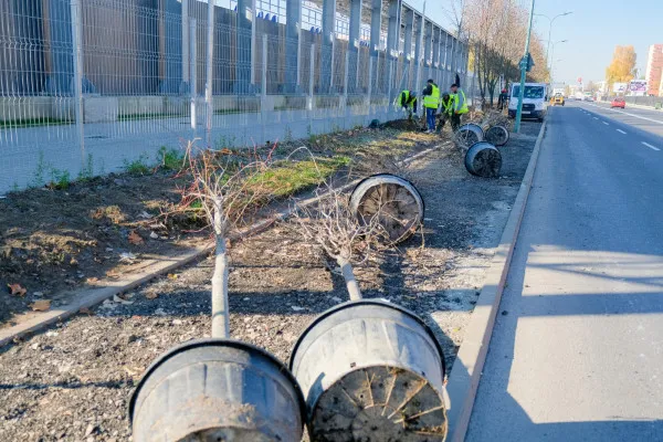 Mesteceni, arțari și tei, pe marginea strãzilor din Brașov 