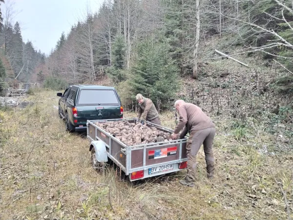 Cerbii Brașovului, hrăniți cu sfeclă. În 2025, se numără ciocănitorile