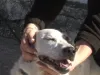 Viaţă de câine: azi, Pufy  