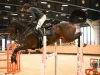 Un weekend cu finala campionatului naţional de echitaţie la Prejmer