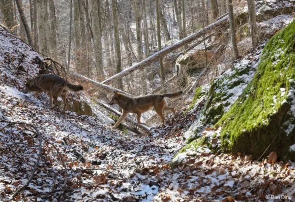 Raportul Conservation Carpathia