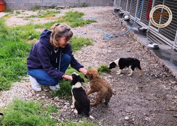 Un loc fără gratii pentru câinii nimănui din Braşov. Asociaţia Milioane de Prieteni ne cere ajutorul pentru finalizarea sanctuarului
