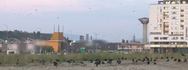 Pasărea care te ţine minte cu anii dacă ai deranjat-o. Trăieşte şi în Braşov şi este foarte inteligentă