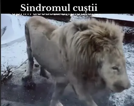 Când dă „simţul civic” pe dinafară. Leul de la Zoo Braşov „în stare de psihoză” şi „exploatat” e doar bătrân