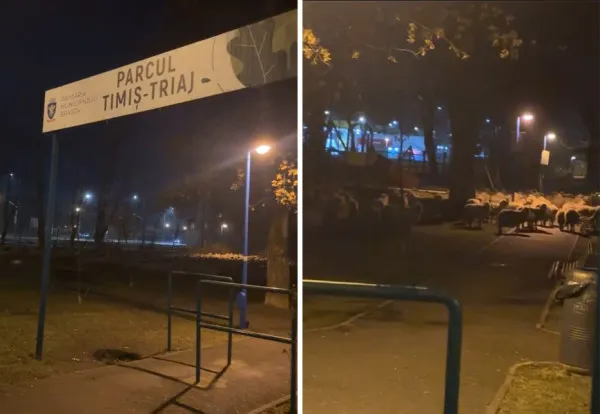 „Ciobănie, ciobănie”, în parc, la Braşov