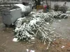 Firmele de salubritate din Brașov colectează brazii de Crăciun până în 19 ianuarie 2025. În ce zile sunt ridicați din cartiere  