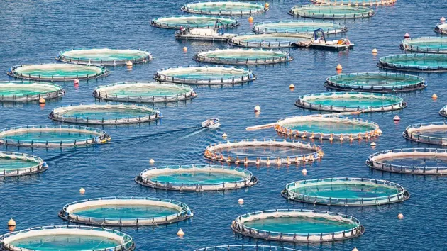În premieră, România are ferme piscicole în Marea Neagră 