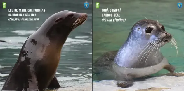 Zoo Braşov a deschis adopţiile pentru 4 lei de mare, 2 foci, 9 pinguini