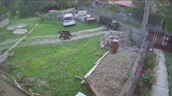 Cum vom coabita cu urşii?